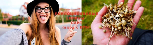 PSILOCYBIN Вяземский